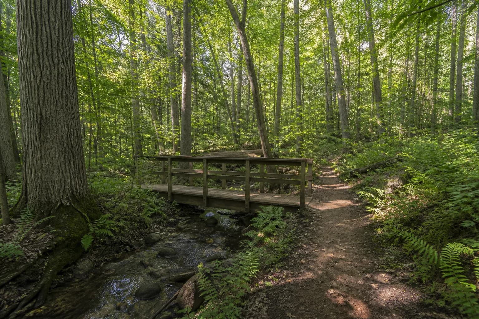 Hungry Hollow trails near Arbourview Georgetown — forested conservation paths used as lifestyle context